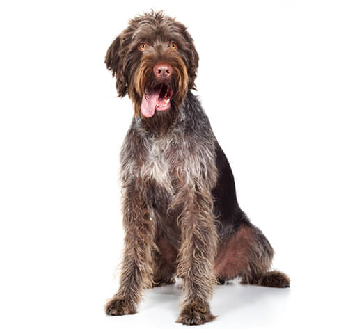 Dog wirehaired clearance